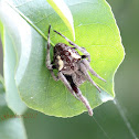 Orb Web Spider