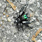 Regal Jumping Spider