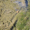 Golden freshwater clam