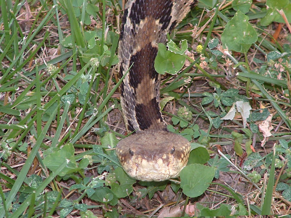 Spotting Image 1