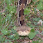 Timber Rattlesnake