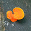fungus