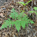 Bracken Fern