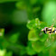 Hoverfly