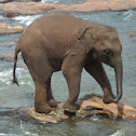 Asian Elephant