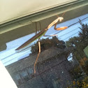 Preying mantis