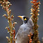 Noisy Miner
