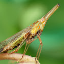 Dictyopharid Planthopper