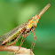 Dictyopharid Planthopper