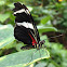 Antiochus Longwing