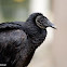 American Black Vulture