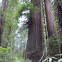 Redwood