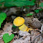 Retiboletus Mushroom