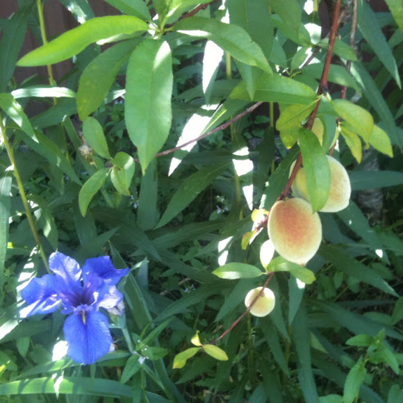 Spotting Image 1