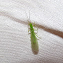 Stonefly