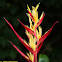 Heliconia