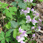 Showy Orchis