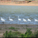 Great Egrets