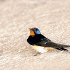 barn swallow