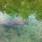 Manatee