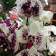 Orquidea