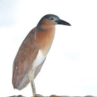 Nankeen Night Heron