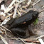Green Frog