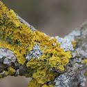 Yellow Scale