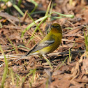 Pine Warbler