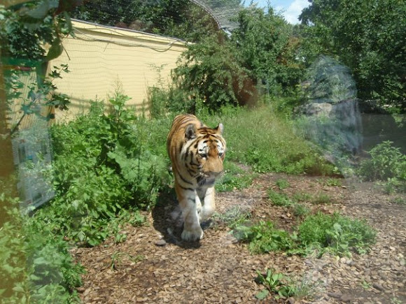 Spotting Image 1