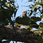 Sirkeer Malkoha