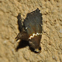 Moth
