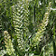Virginia Pepperweed