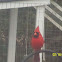 Cardinal