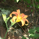 Tiger Lily