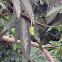 Mangó Piña