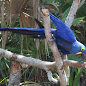 Hyacinth Macaw