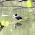 Eurasian Coot