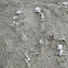 eggshell of green sea turtle
