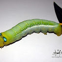 Oleander Hawk Moth Caterpillar