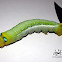 Oleander Hawk Moth Caterpillar