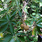 Ohio Buckeye