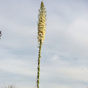 Chaparral Yucca