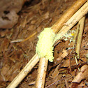 unknown fungus