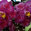 Orchid