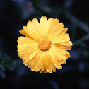 Daisy