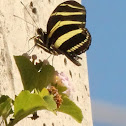 Zebra longwing