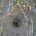 Funnel web-spider