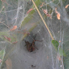 Funnel web-spider