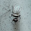 Root- maggot fly